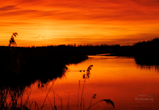 Federsee Bad Buchau im Abendrot